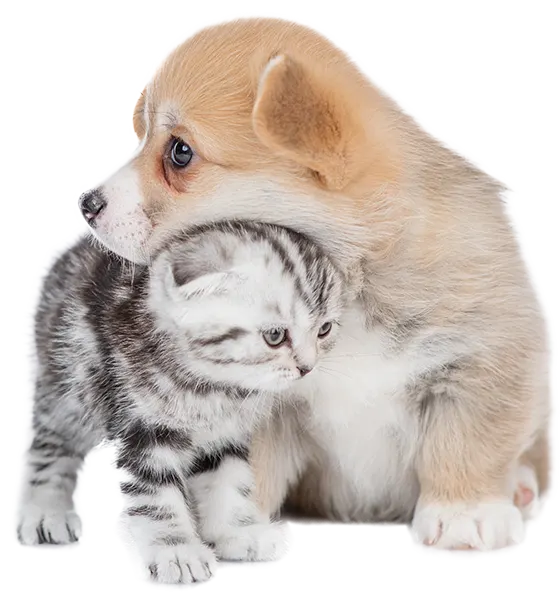 Chien & chat : comment les faire cohabiter ?