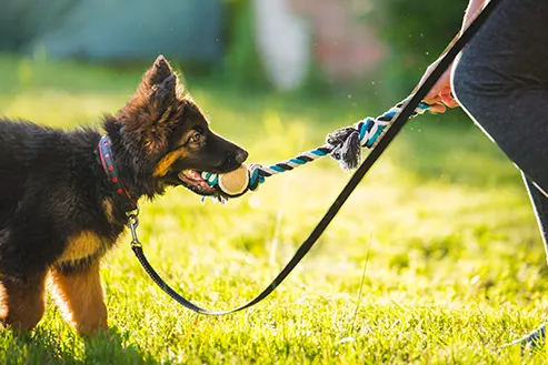 Le dressage des chiots les premieres semaines