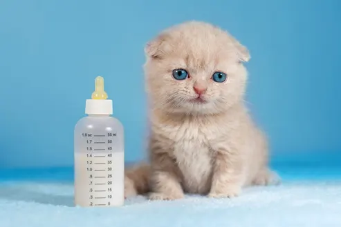 Le sevrage des chatons, les bonnes pratiques