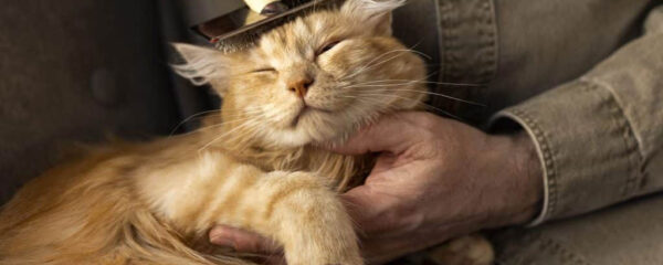 Soin du chat