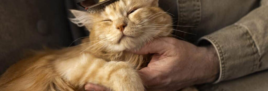 Soin du chat