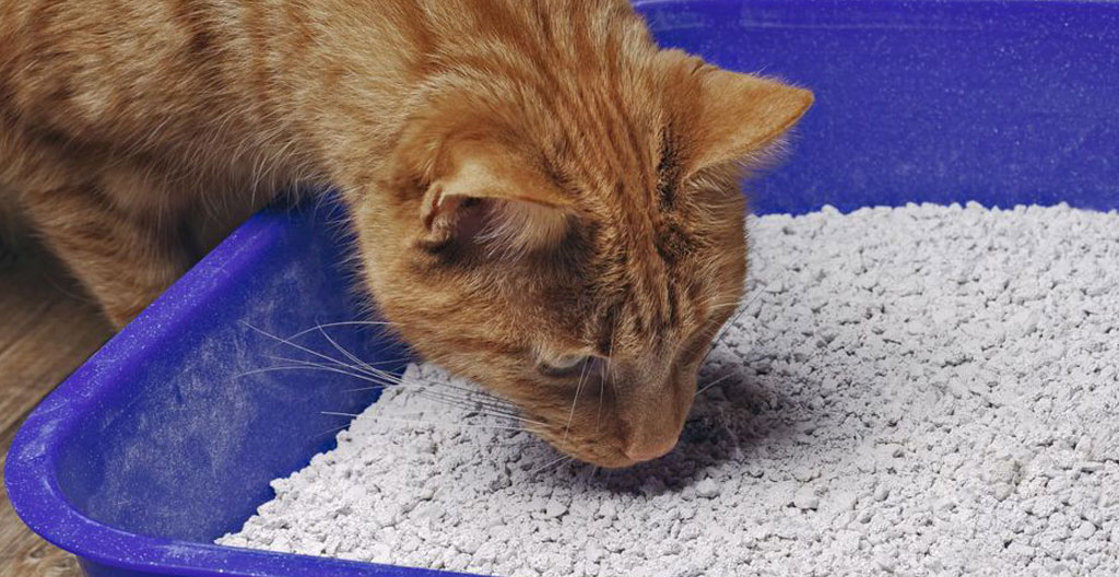 Gros plan de granulés de litière agglomérante beige sur une surface en céramique blanche moderne